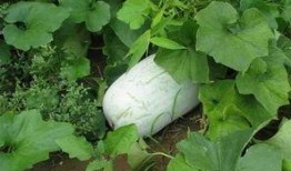 雨季冬瓜爆料视频,揭秘幕后真相